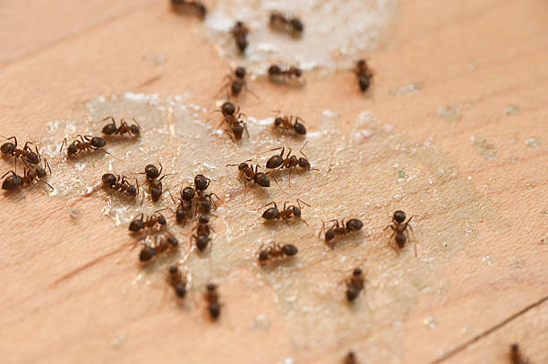 Pest Control for Restaurants in Hometown, IL